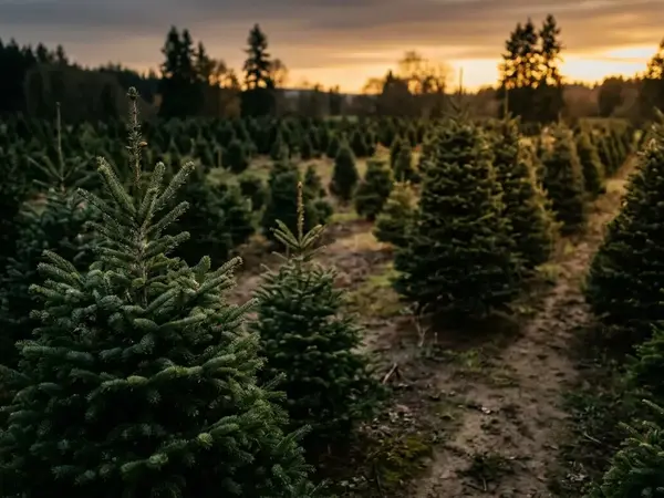 Best Christmas Tree Varieties for Your Home