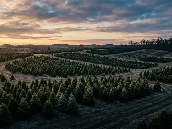Comparing Popular Illinois Christmas Tree Species