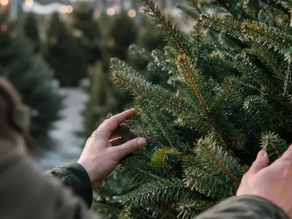 Make It a Weekday Tradition: The Case for Choosing Your Christmas Tree Before the Weekend